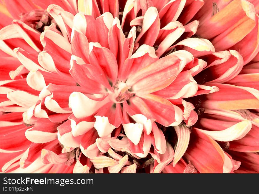 Chrysanthemum