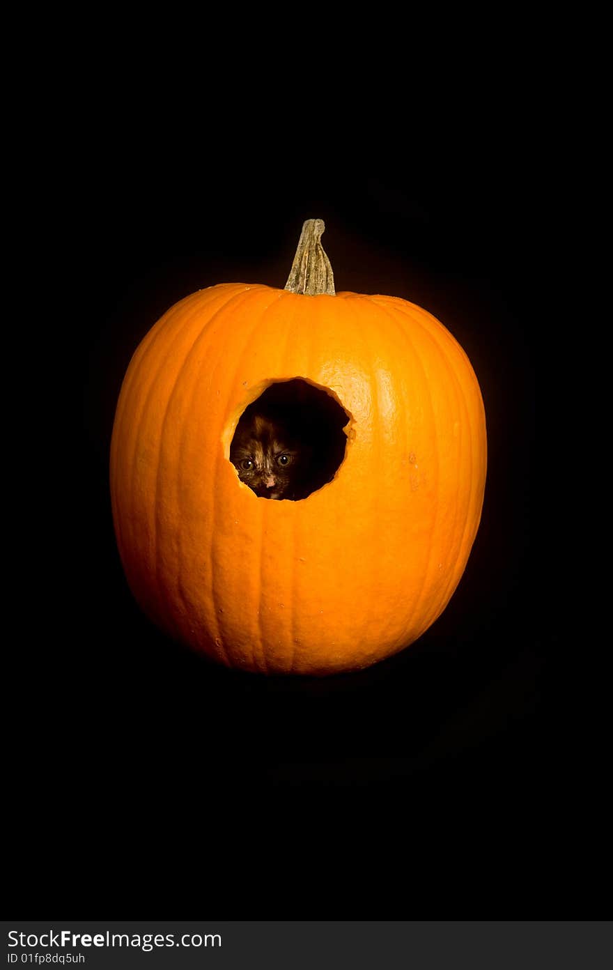 Kitten in a pumpkin