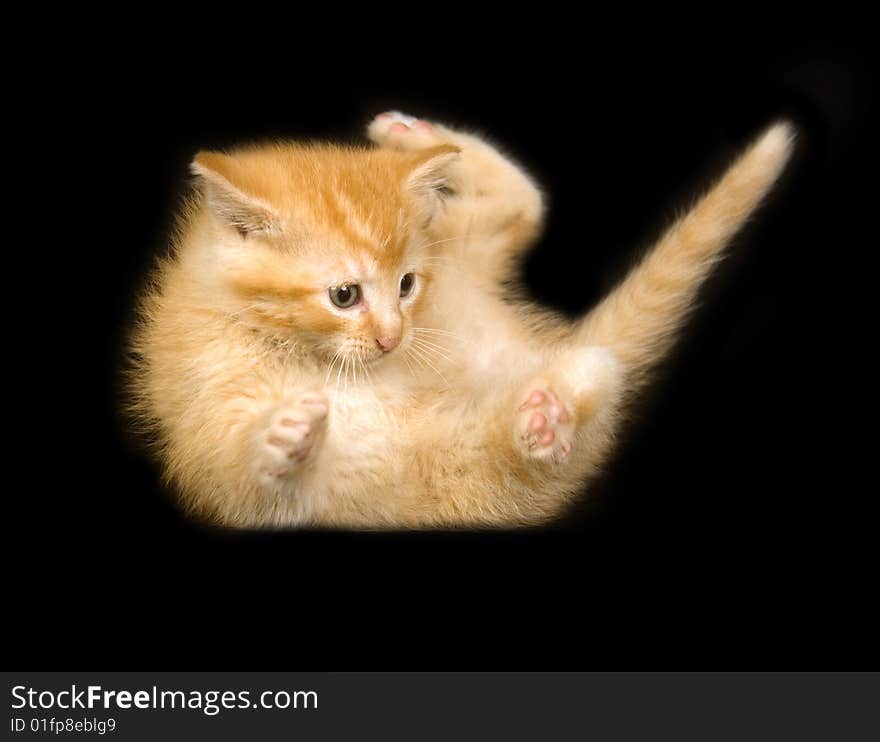 Yellow kitten playing