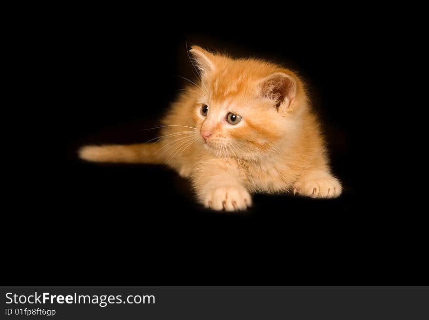 A yellow kitten plays on a black background. A yellow kitten plays on a black background