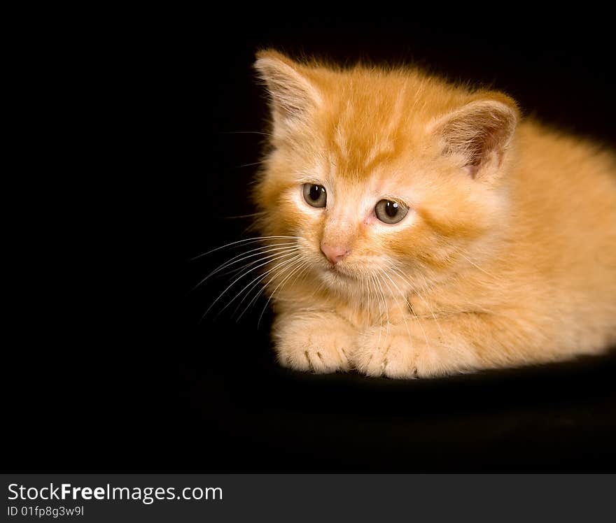 Yellow Kitten Playing