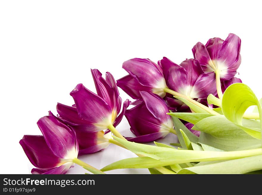 Purple tulips