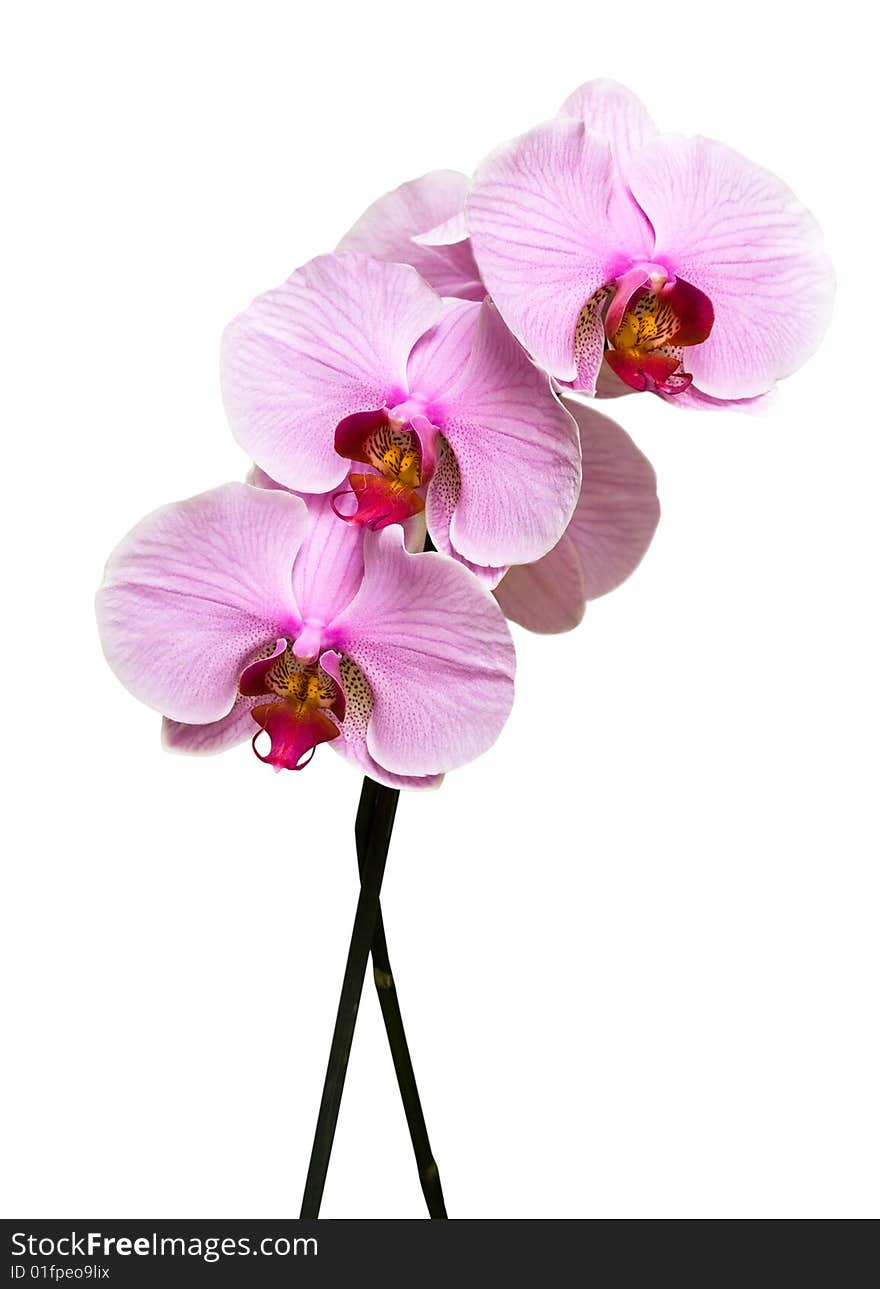 Pink orchid on white