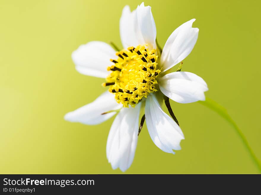 White chamomile on yellow background