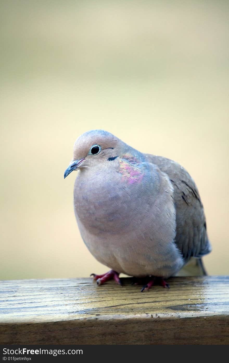 Perched mourning dove looking into camera. Perched mourning dove looking into camera.