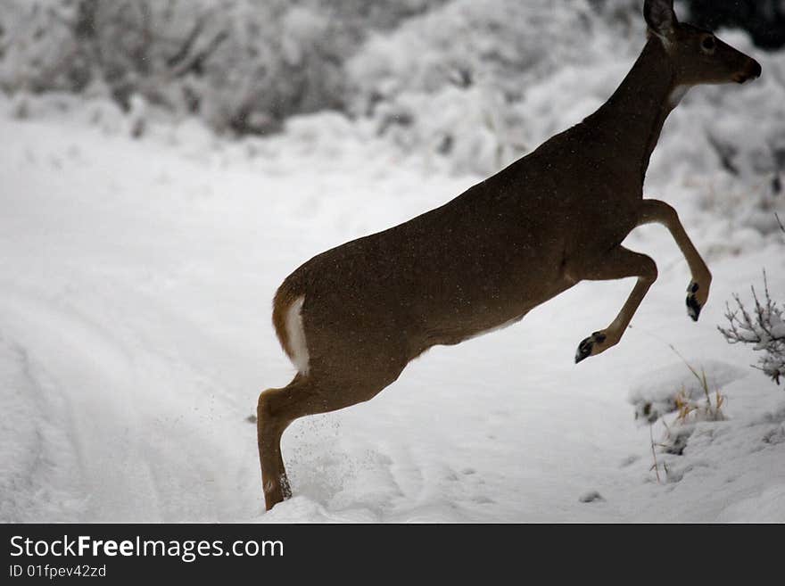 Whitetail deer fleeing from winter traffic. Whitetail deer fleeing from winter traffic.