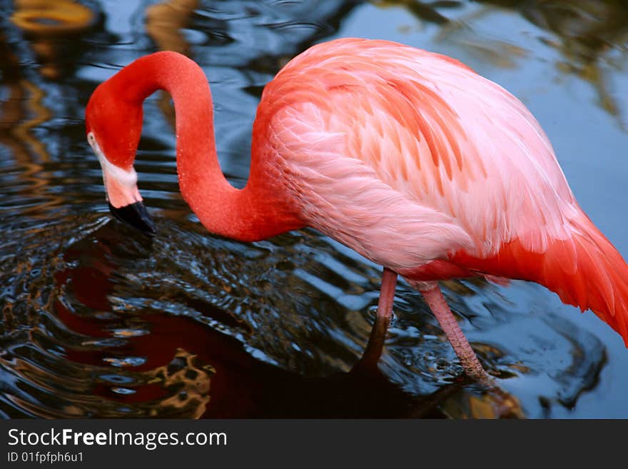 Vibrant pink flamingo drinking from pond