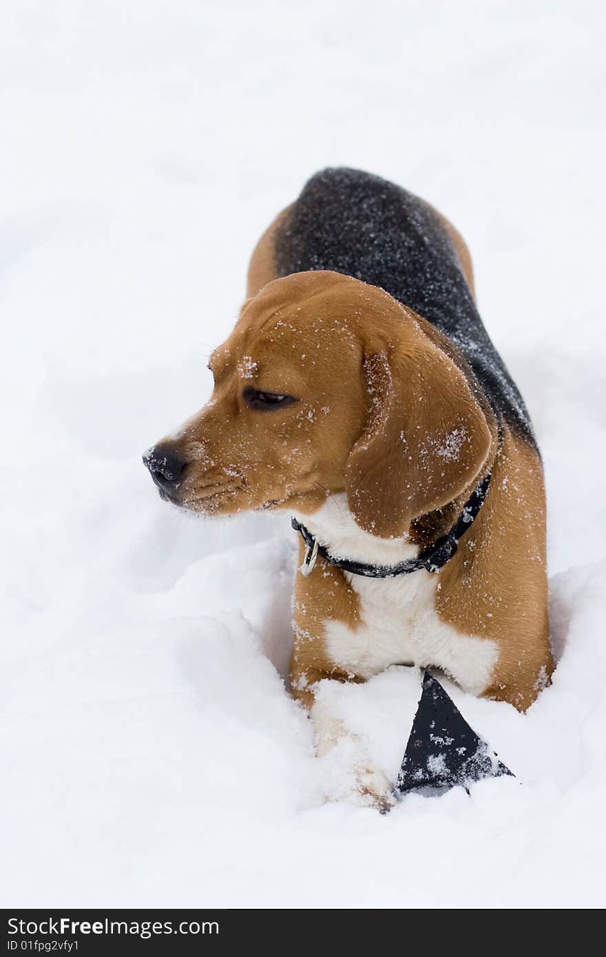 Portrait of beagle in snow