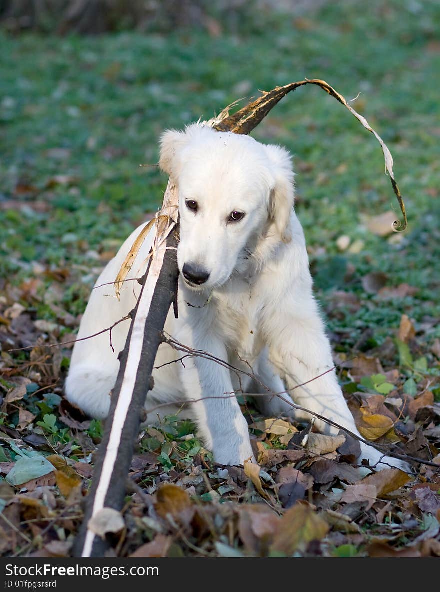 Portrait of cute gold retriever outdoor