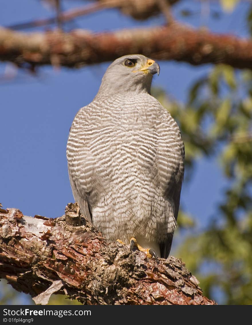 Hawk perched on a branch