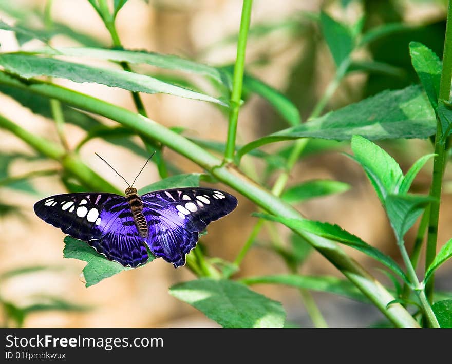 Butterfly on the green field