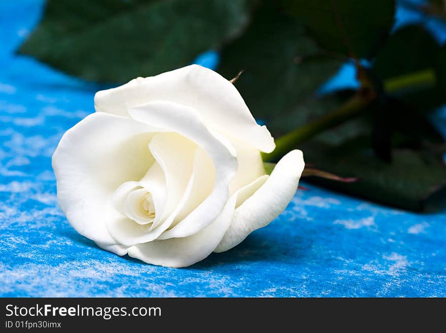 White rose on blue background