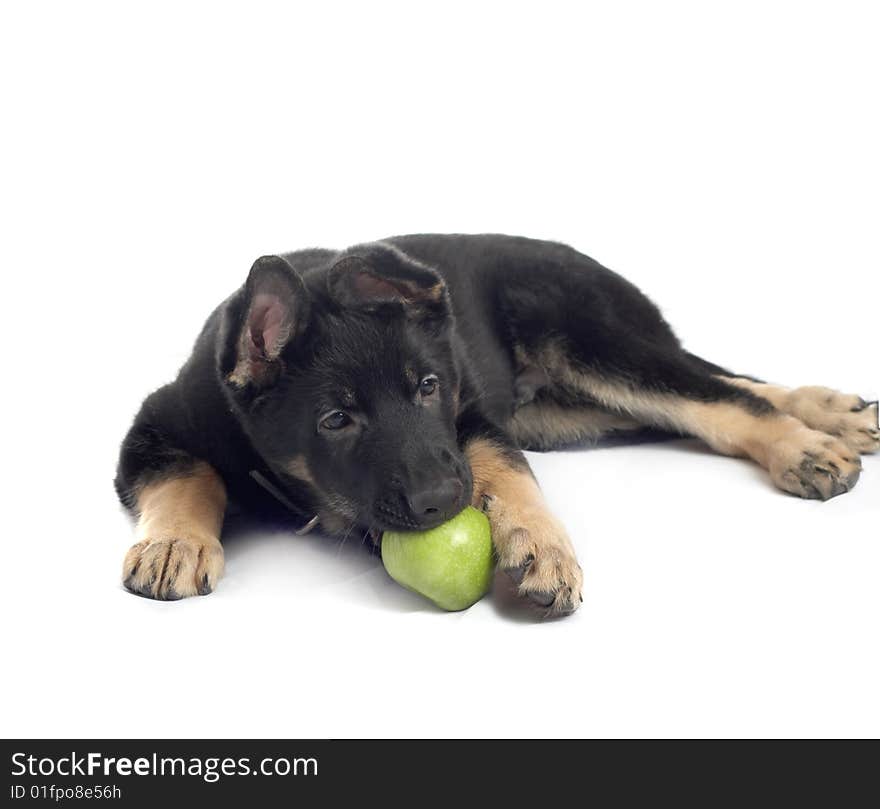 The sheep-dog puppy on a white background