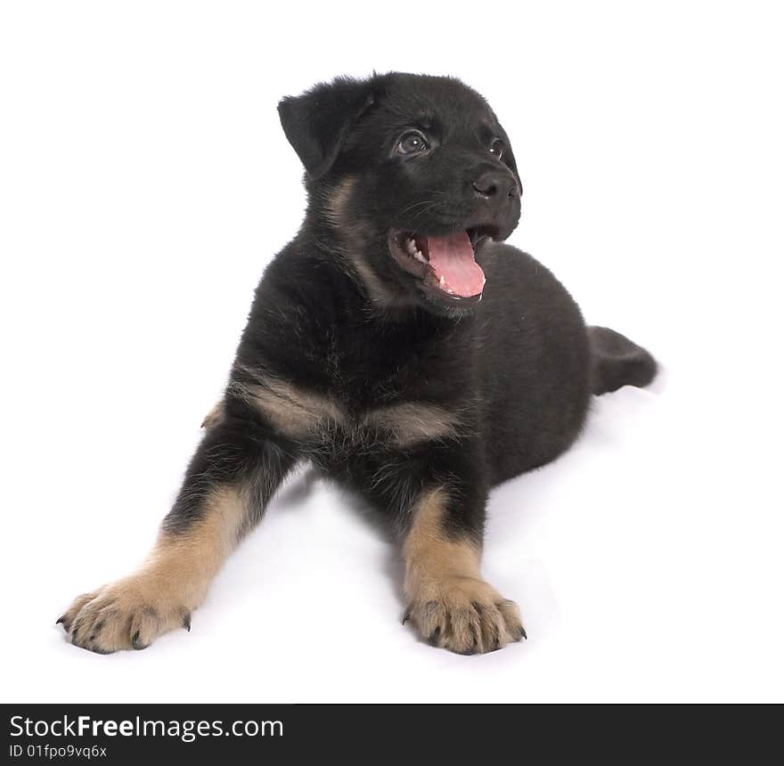 The sheep-dog puppy on a white background