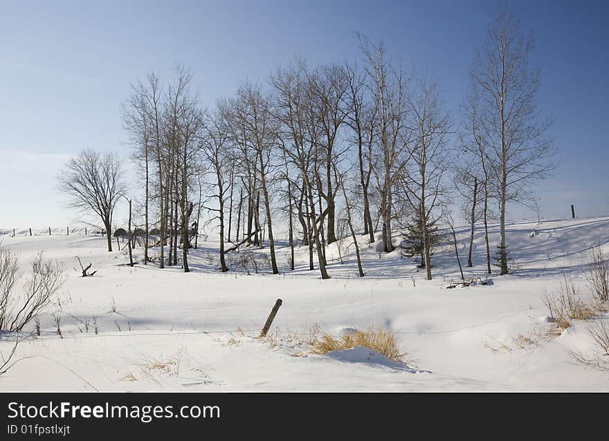 Winter Scene in Rural Northern Minnesota