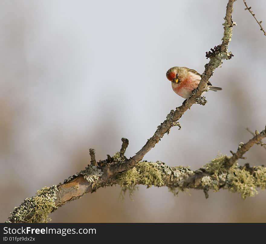 Common Redpoll ( Carduelis flammea order -  Passeriformes family - Fringillidae )a small finch found in Canada, the Northern edge of the United states and subarctic regions of Europe and Asia. Common Redpoll ( Carduelis flammea order -  Passeriformes family - Fringillidae )a small finch found in Canada, the Northern edge of the United states and subarctic regions of Europe and Asia.