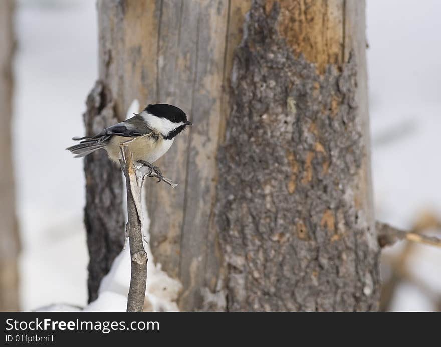 Black Capped Chickadee Perched