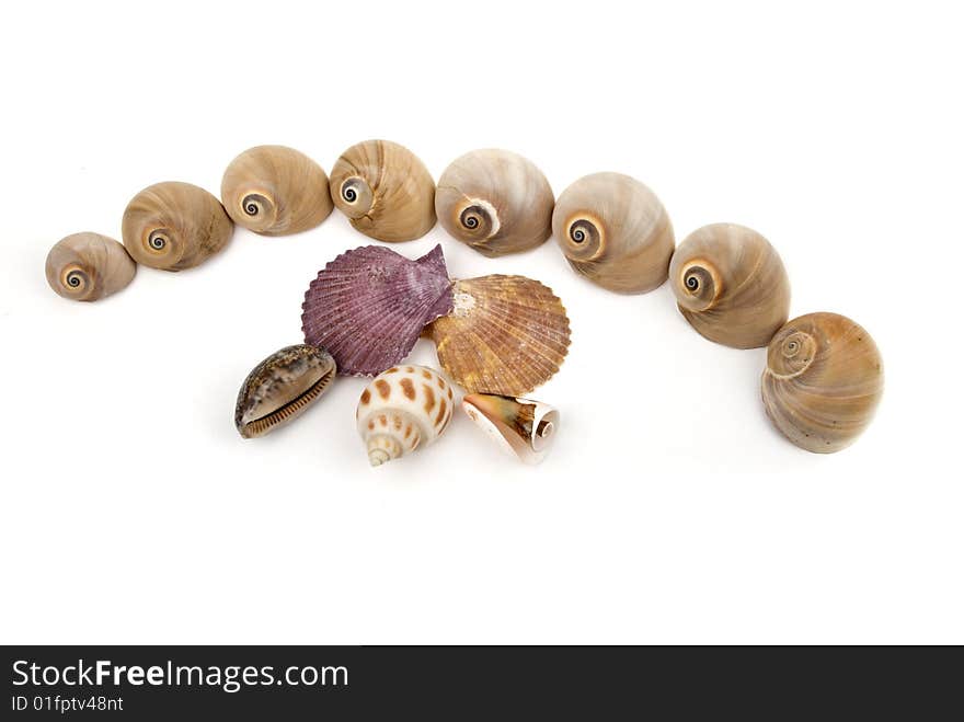 Medium group of sea shells isolated on white background