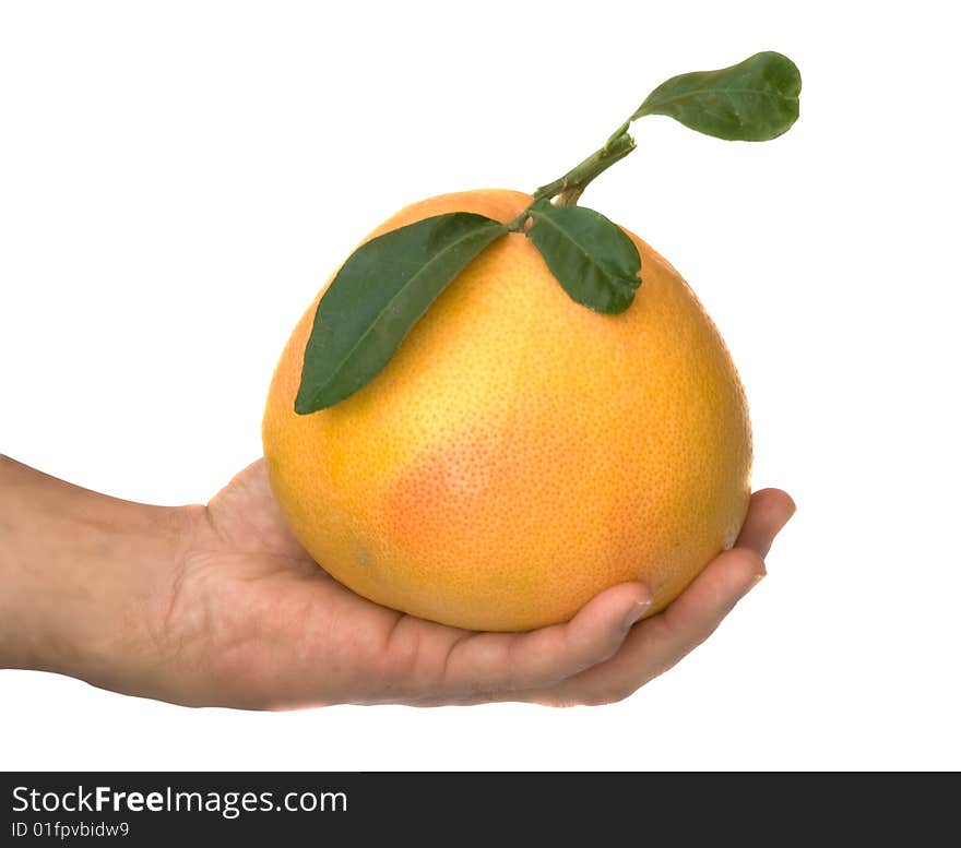 Hand holding a ripe grapefruit. Hand holding a ripe grapefruit