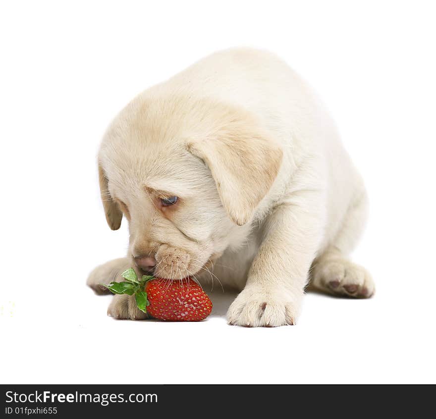 Puppy with a strawberry on a white background. Puppy with a strawberry on a white background.