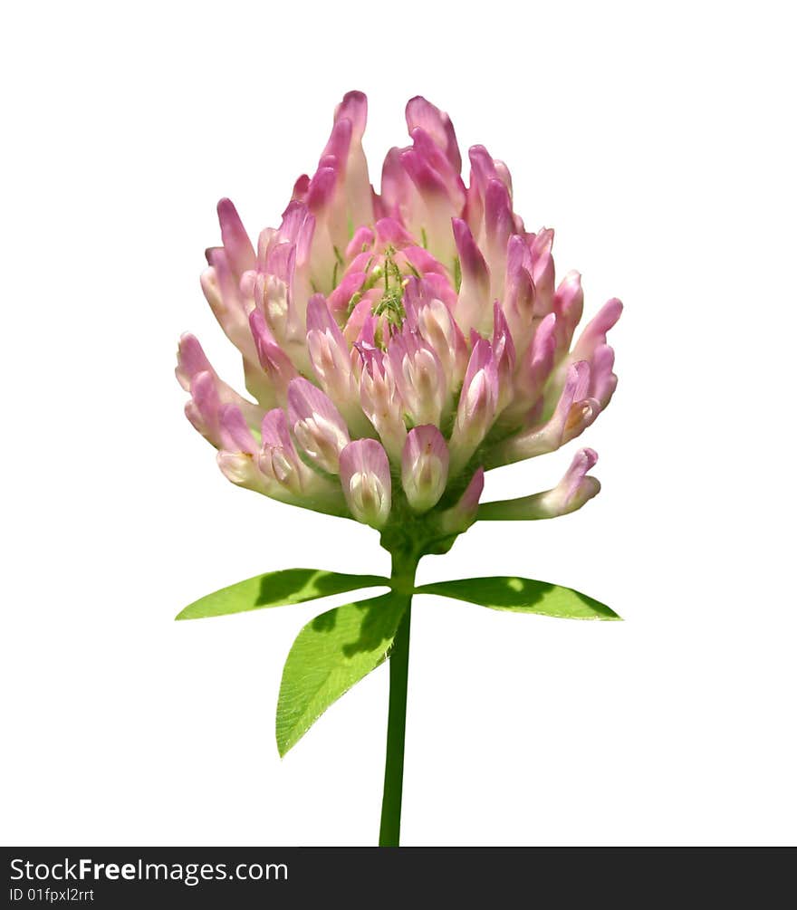 Pink clover flower