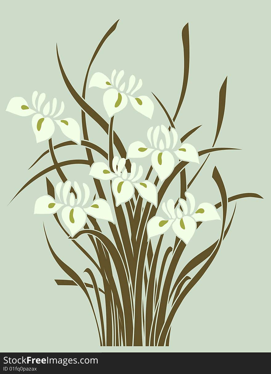 Iris - Floral Background