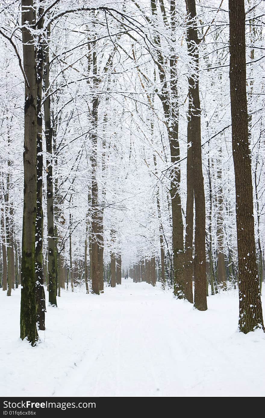 Beautiful winter forest  and the road