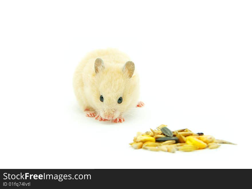 Hamster in front of a white background