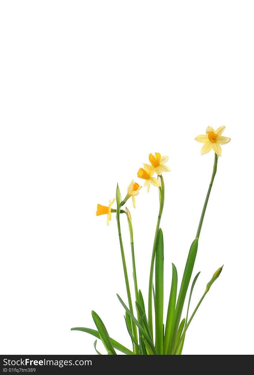 Background with bright yellow narcissus. Background with bright yellow narcissus