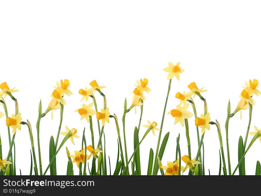 Background with bright yellow narcissus. Background with bright yellow narcissus