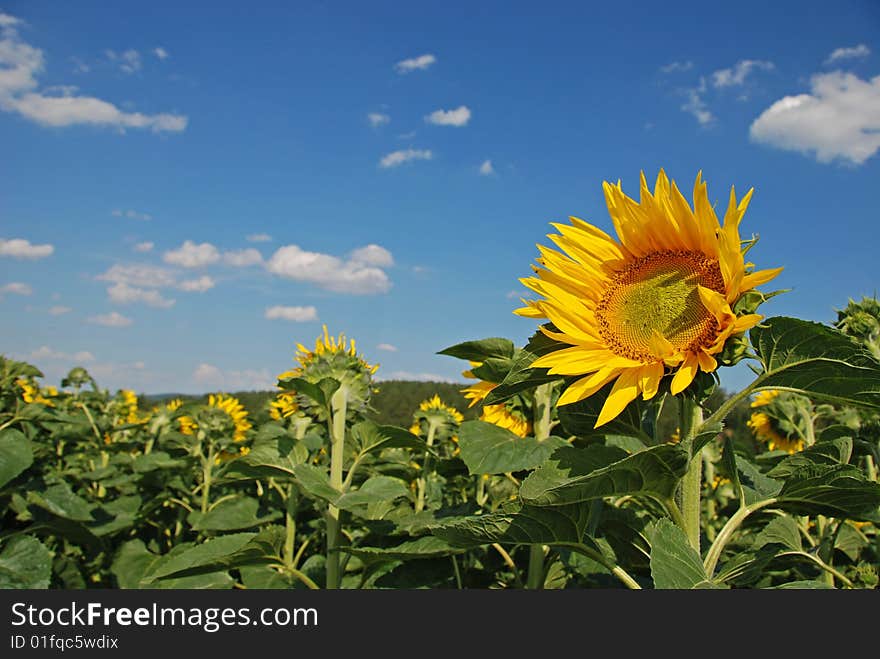 Sunflower