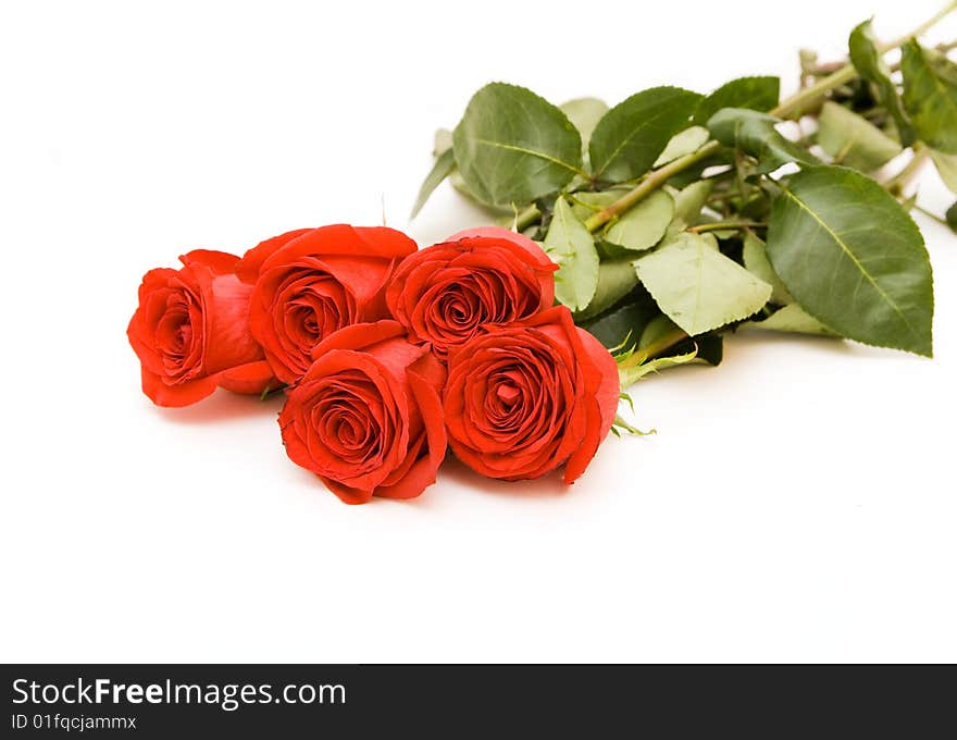 Red roses isolated on white. Red roses isolated on white