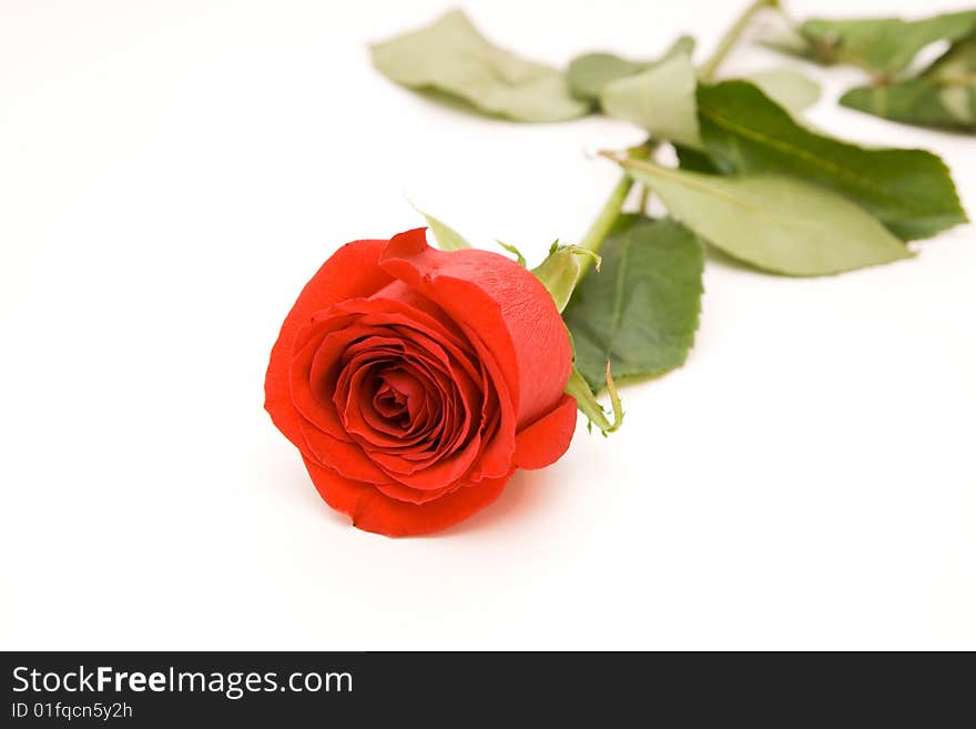 One red rose isolated on white