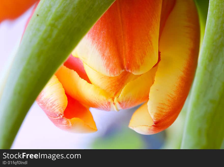 Tulip close-up