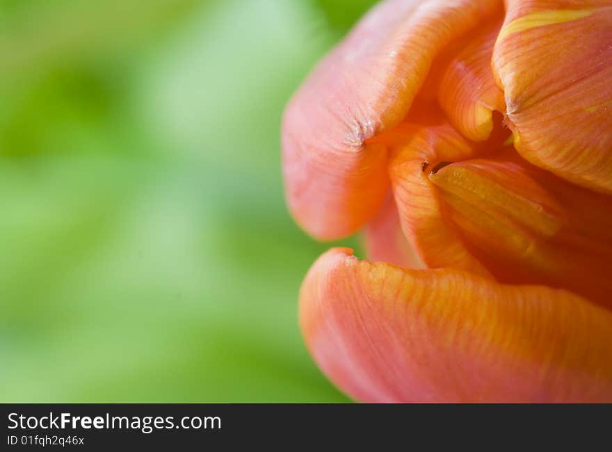 Tulip close-up