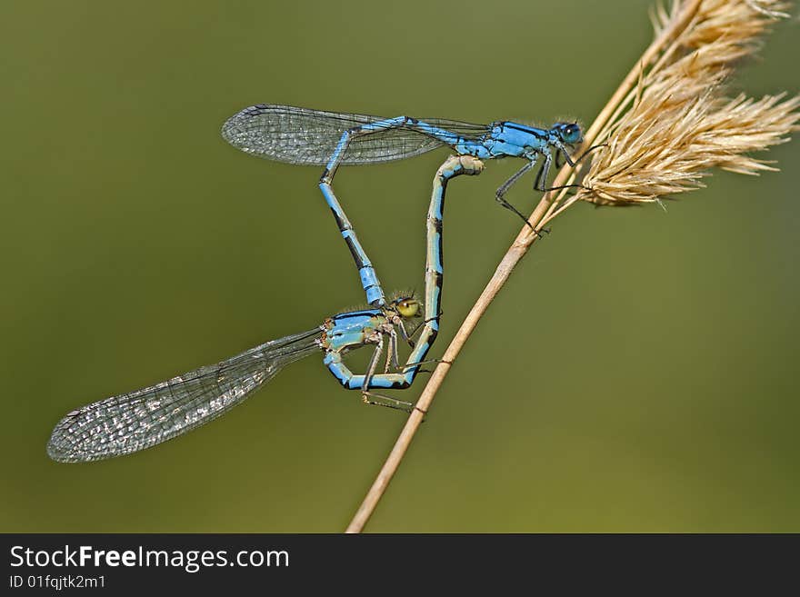 Damesflies mating