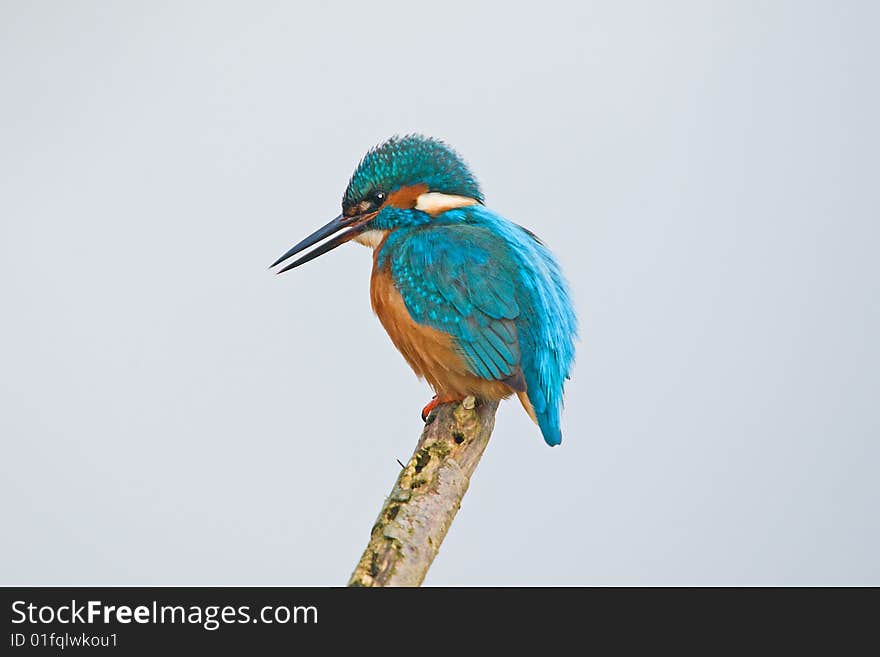 Kingfisher