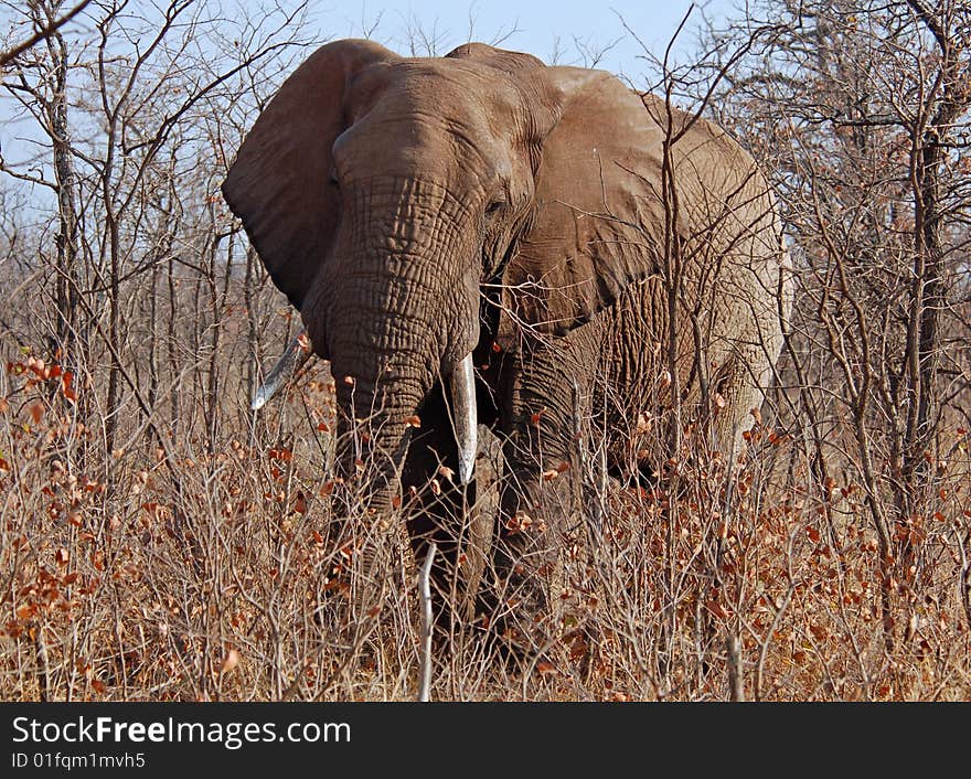 An African Elephant (Loxodonta africana) in the Kruger Park, South Africa. An African Elephant (Loxodonta africana) in the Kruger Park, South Africa.