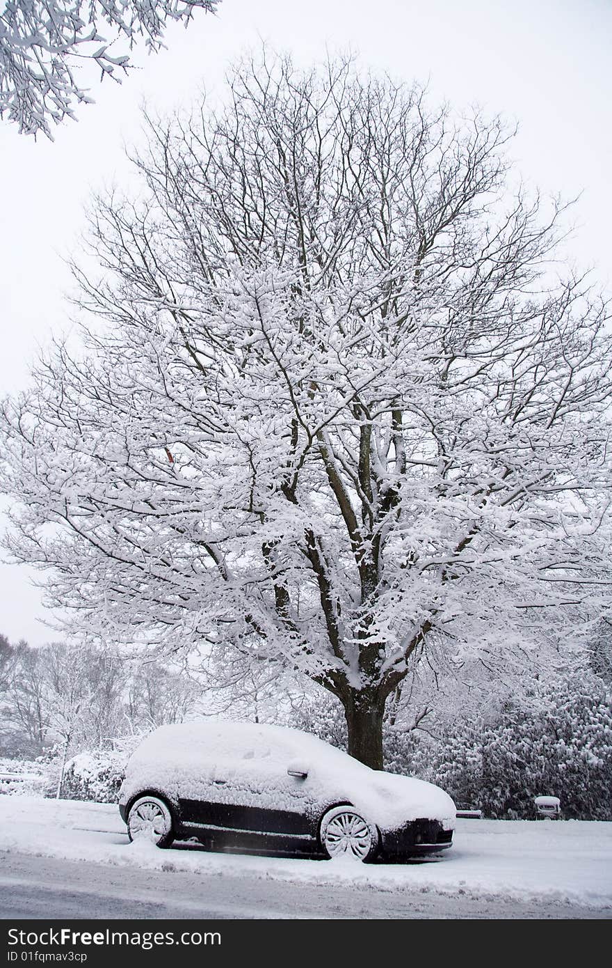 Car and tree in snow