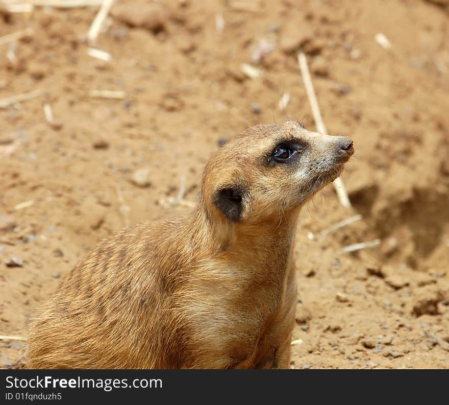 A Meerkat (suricate) in  South Africa.