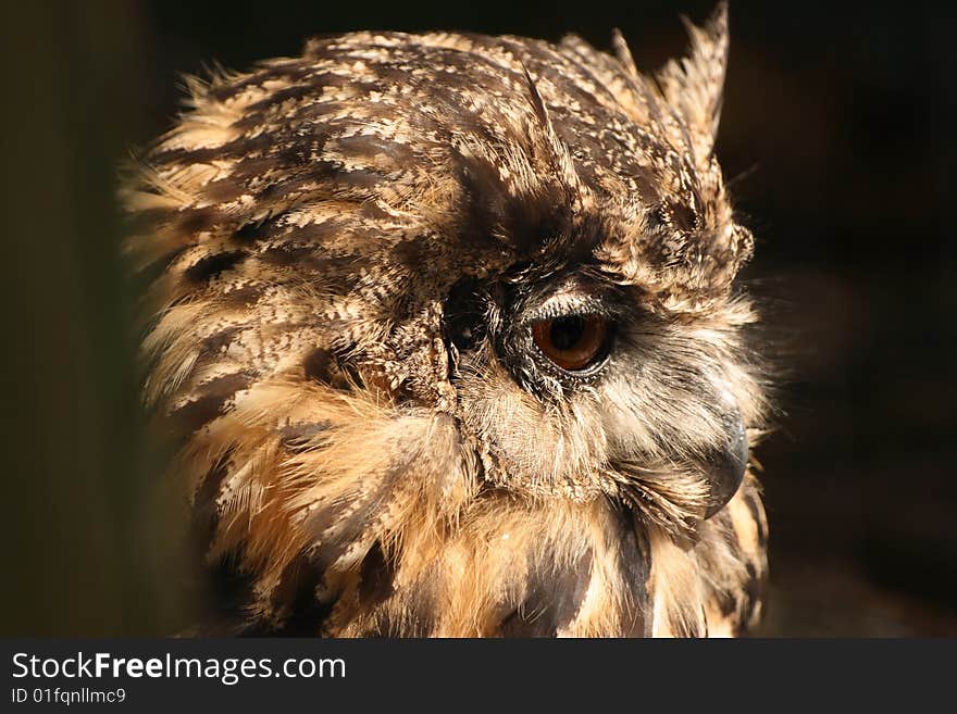 European Eagle Owl