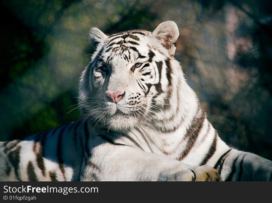 White Tiger