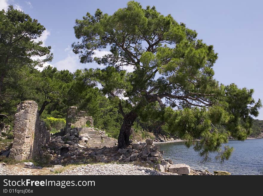 A spreading tree is growing among ancient ruins on a seashore. A spreading tree is growing among ancient ruins on a seashore