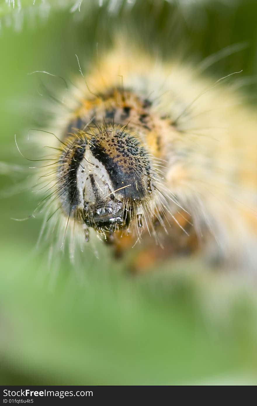 Closeup of a yellow caterpillar on green background