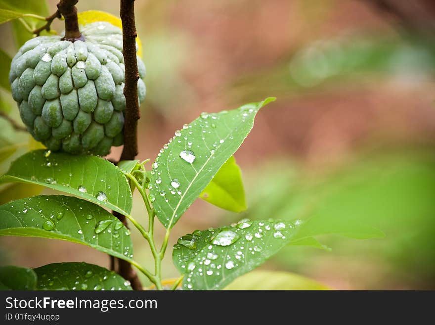 Custard Apple Fruit Plant