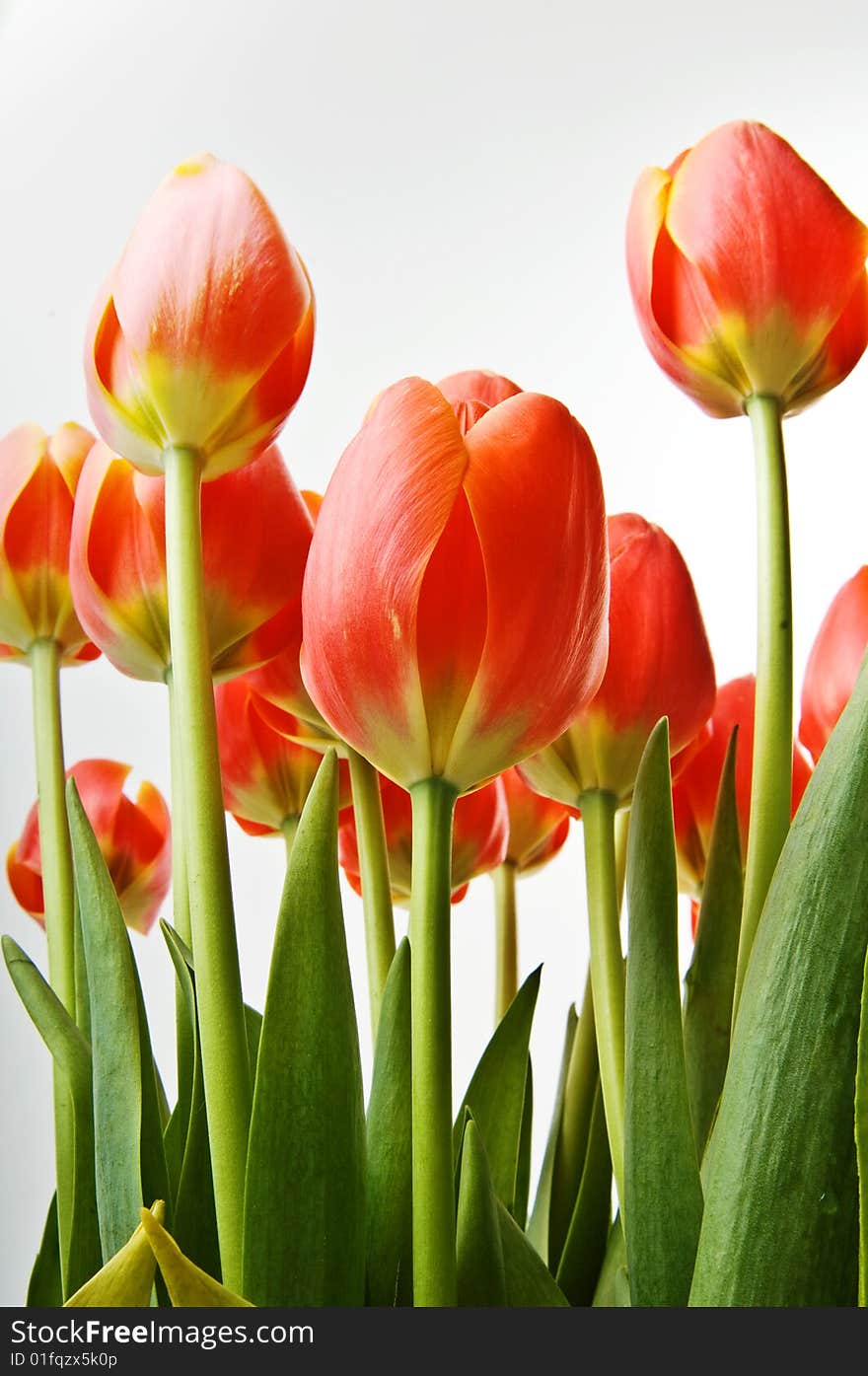 Closeup shoot of orange tulips on white.