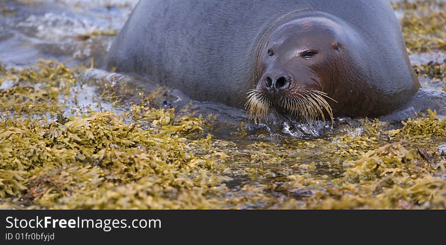 Resting seal