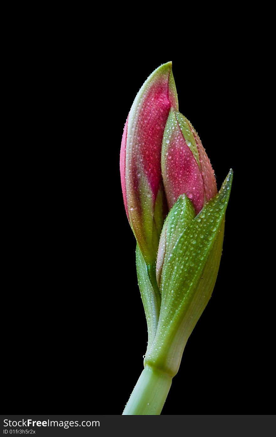 The Amarylis flower on the black background