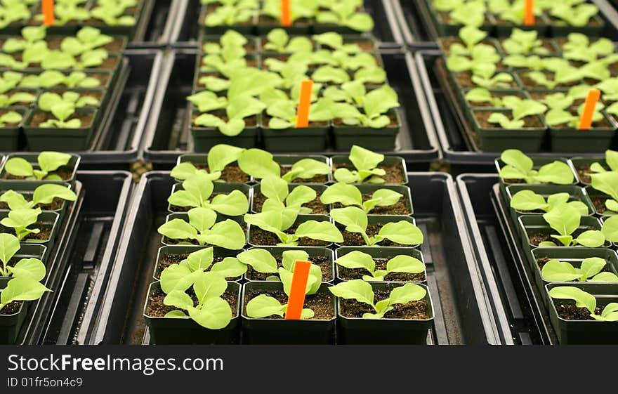 Tobacco plants in a greenhouse