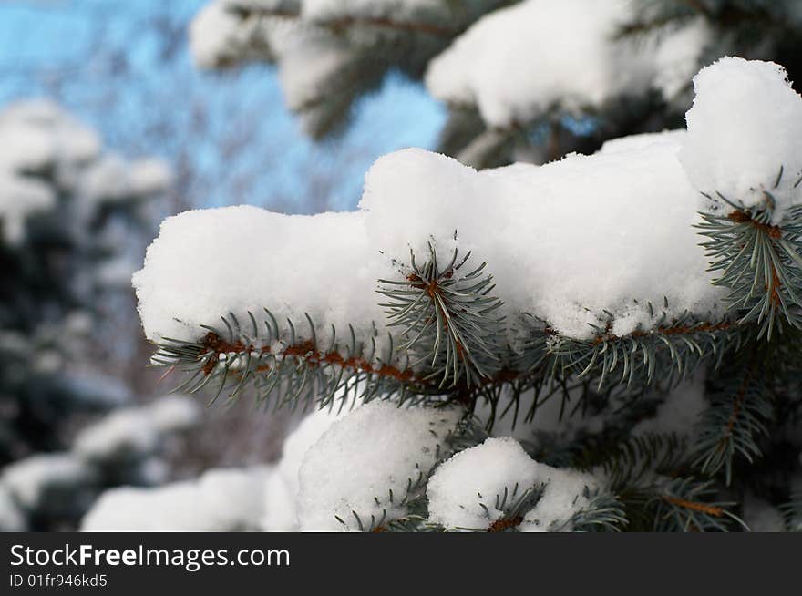 Fir-tree branch covered with snow